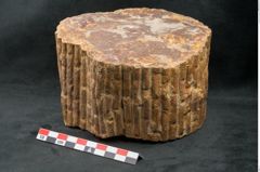 Foto (Seitenansicht) von Sigillaria sp. (NHMW-GEO-2024-0188-11102)